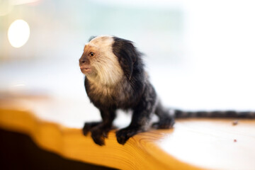 The animal world is a family of primates. Small monkey on a light background. Little monkey tamarin.