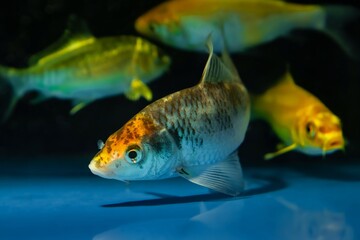 shoal of bright colored koi carp in pet shop aquarium, juvenile domesticated commercial aqua trade breed, popular ornamental fish for water garden and koi pond