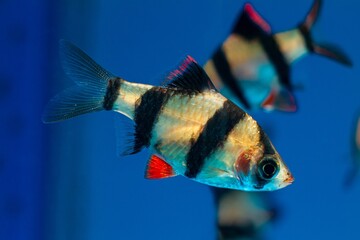 tiger barb, important in ornamental trade tropical cyprinid fish from Sumatra island, easy to keep,...