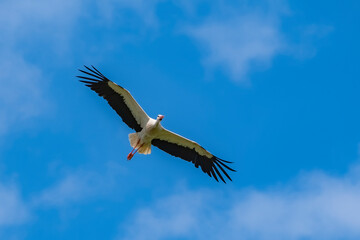 White Stork flying in the blue sky