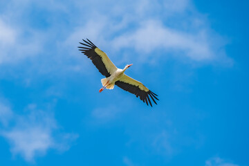 White Stork flying in the blue sky