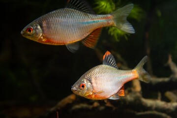 Naklejka premium male of gudgeon or bitterling in bright spawning coloration show territorial aggression in a planted freshwater aquarium, beautiful ornamental species, dark low light biotope concept
