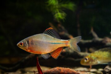 Fototapeta premium aggressive male of gudgeon or bitterling in bright spawning coloration show dominance in a planted freshwater aquarium, beautiful ornamental species, dark low light biotope concept