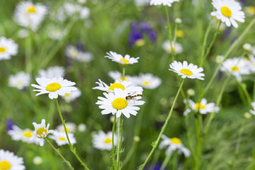 camomile field. Chamomile on a background of green grass