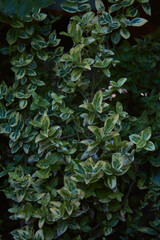 Lush beautiful bush in the flowerbed