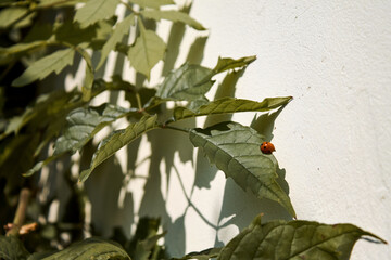 The vine trails along the wall and casts a shadow. Ladybug sitting on a leaf