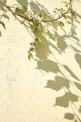 Weaving grapes. The shadow of the vine on the wall