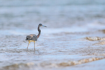 A gray heron on the beach and estuary 