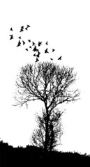 Black silhouette of a tree without leaves with flying birds . Vector illustration