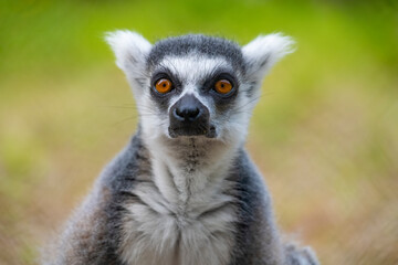 portrait of an lemur