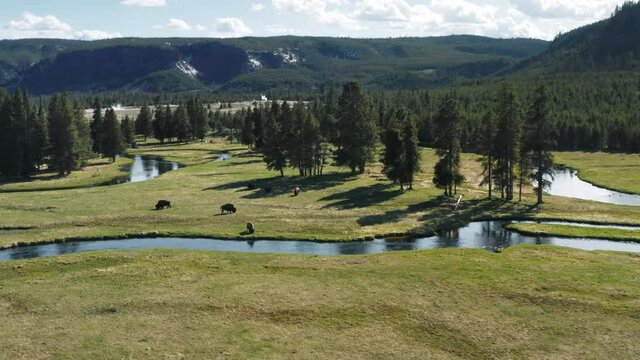Yellowstone National park, aerial view of wild bisons on green meadow pasture 