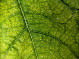 green leaf texture taken with a macro lens