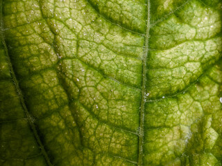 green leaf texture taken with a macro lens