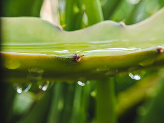 the water hanging under the aloe is taken with a macro lens