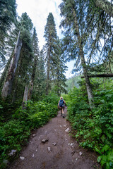 Obraz premium Female hiker walks along the Avalanche Lake hiking trail in Glacier National Park through the forest