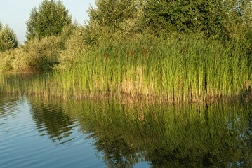 Lake with waves from the wind and green reeds.