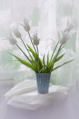 bouquet of white tulips on the background of a light curtain