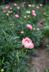 Pink peony in home garden