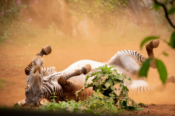 Obraz na płótnie Canvas Grevy's zebra deworming in the sand