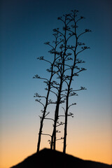 Agave backlight in a sunrise