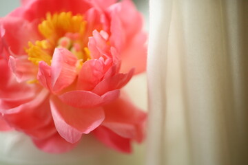 Coral peony and white curtain