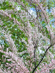 branches of a blossoming tree