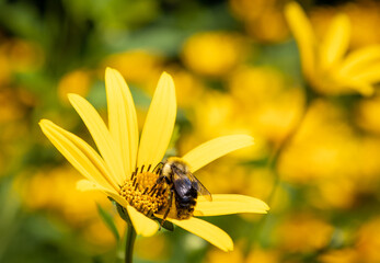 bee on yellow flower