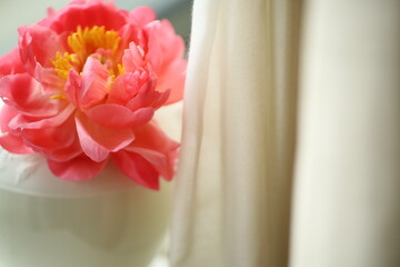 Coral peony in the white porclan vase on the windowsill