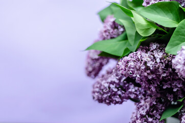 lilac flowers on a lilac background