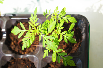 Seedlings in the ground grow on the windowsill