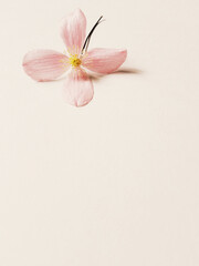 delicate pink flower on a white background