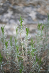 Rosemary sprigs grow in a garden