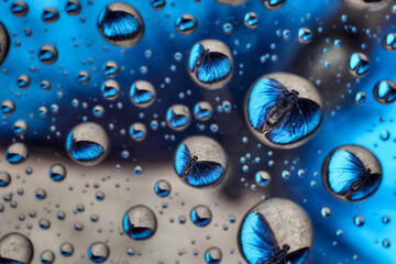 Blue butterfly reflected in some drops of water