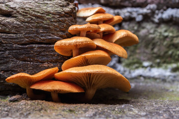 Wood decay fungus in the frontyard
