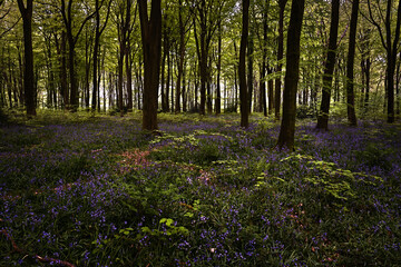 Bluebells In Woodland Shadow, With Spring Colours