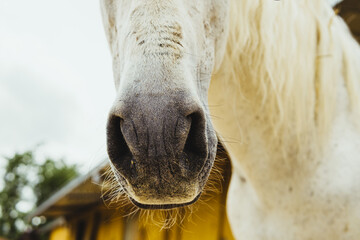 muzzle of white horse in the stable
