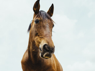 Obraz na płótnie Canvas brown horse head against sky