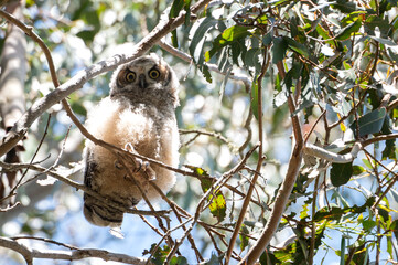 Great Horned Owl fledgling perched on tree branch with wide eyes