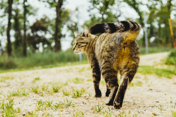 tabby cat in the field against a tractor