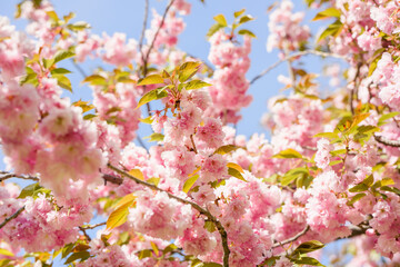 Obraz premium Blooming tree with pink blossoms