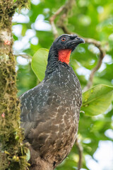 Beautiful black tropical bird with red neck on green rainforest