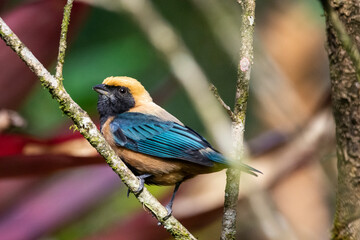 Beautiful colorful yellow and black tropical bird on rainforest