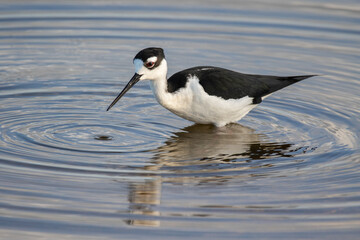 A Black-necked Stilt Wading through a Marsh