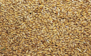 Dry wheat grains background 