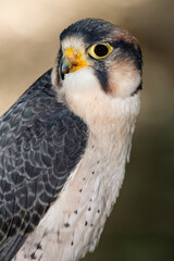 A Lanner Falcon Perched in the Early Morning