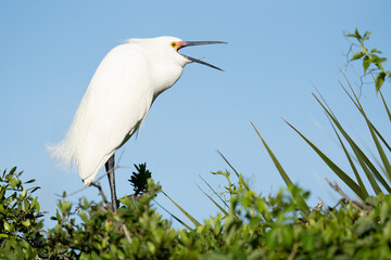 A snowy egret calling to other egrets