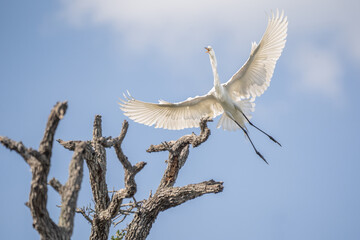 A great egret flying over the tree tops
