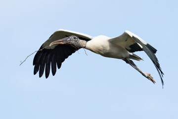 Wood Stork with Nesting Material