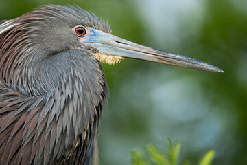 A Portrait of a Tri-colored Heron