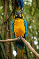 blue and yellow macaw